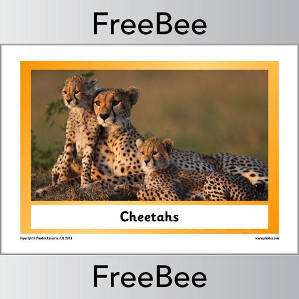 PlanBee African Animals KS1 Display Posters