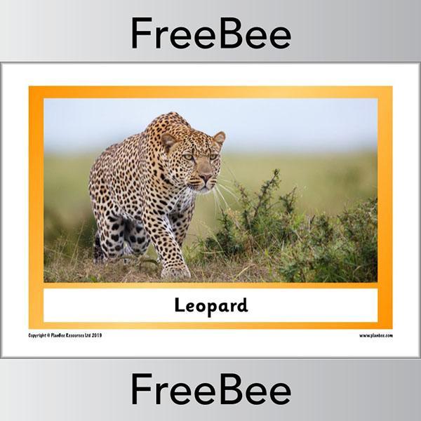 PlanBee African Animals KS1 Display Posters