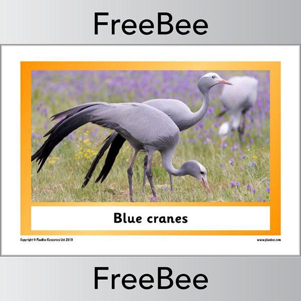 PlanBee African Animals KS1 Display Posters