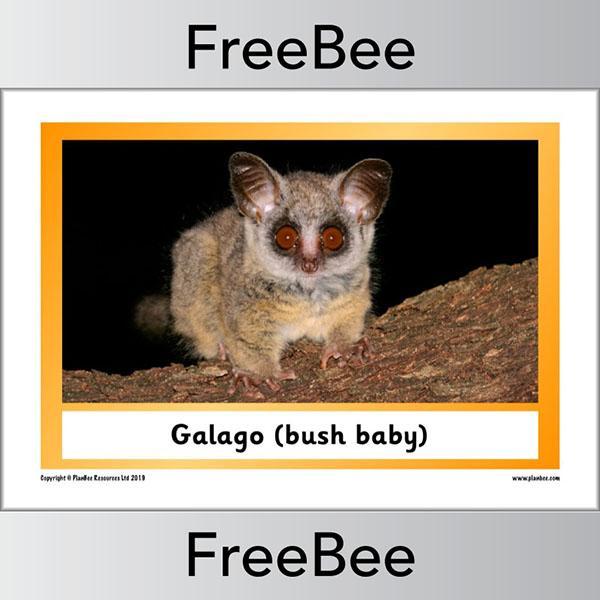 PlanBee African Animals KS1 Display Posters