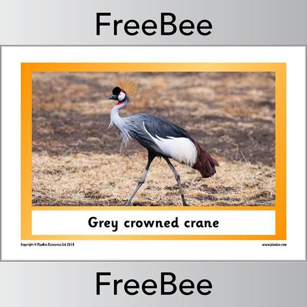 PlanBee African Animals KS1 Display Posters