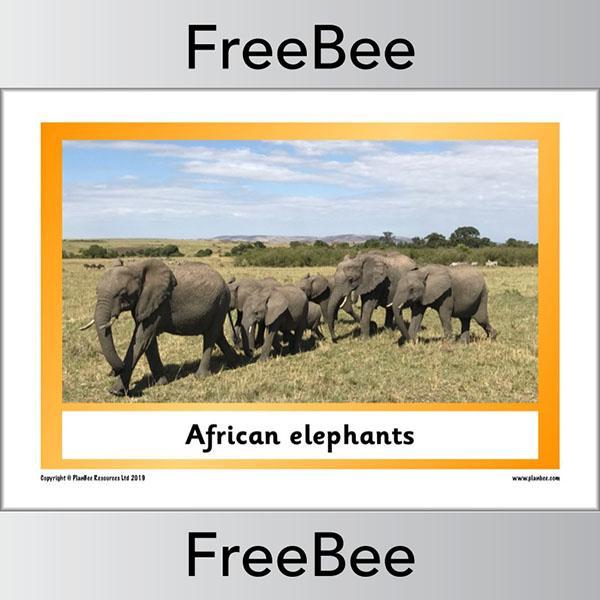 PlanBee African Animals KS1 Display Posters