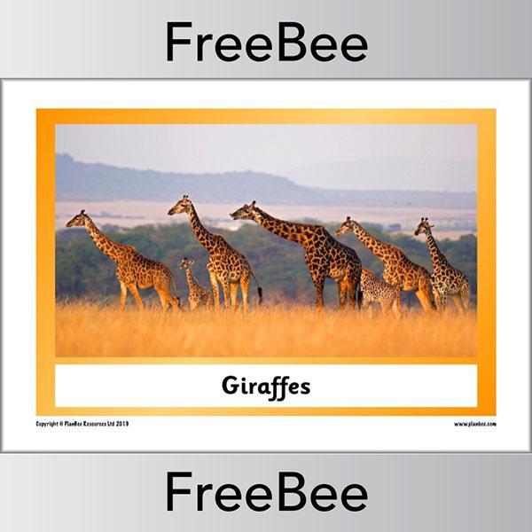 PlanBee African Animals KS1 Display Posters