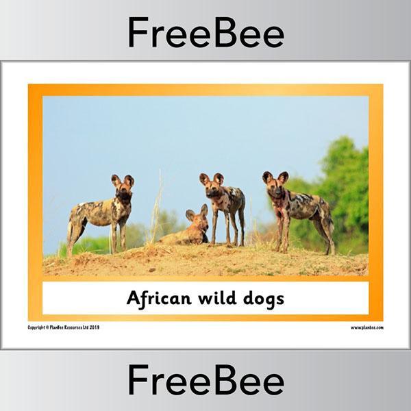 PlanBee African Animals KS1 Display Posters
