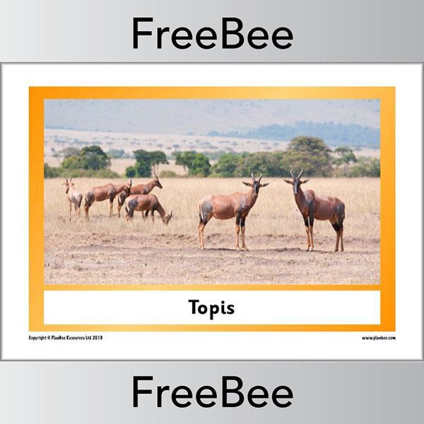 PlanBee African Animals KS1 Display Posters