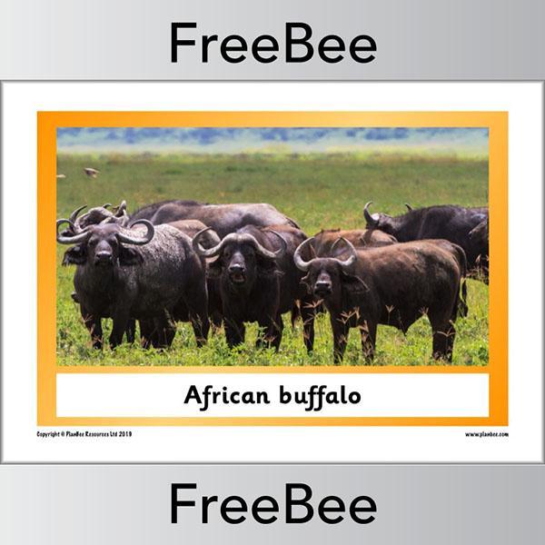 PlanBee African Animals KS1 Display Posters