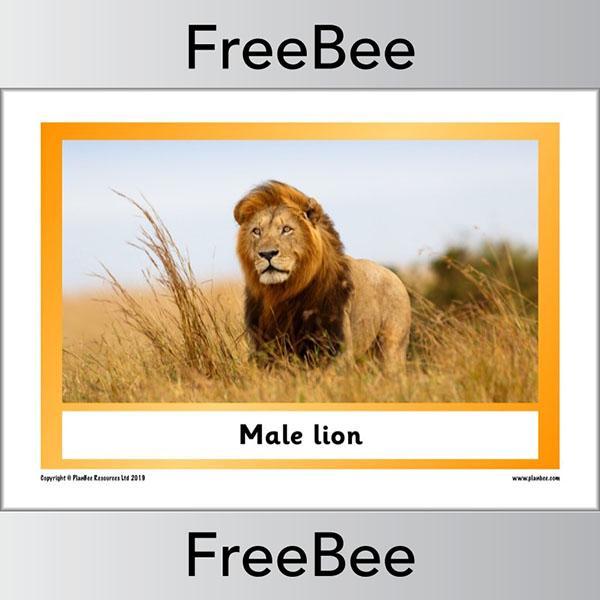 PlanBee African Animals KS1 Display Posters