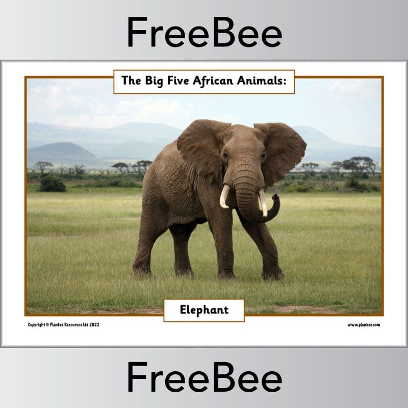 FREE African Big 5 Animals Posters | PlanBee