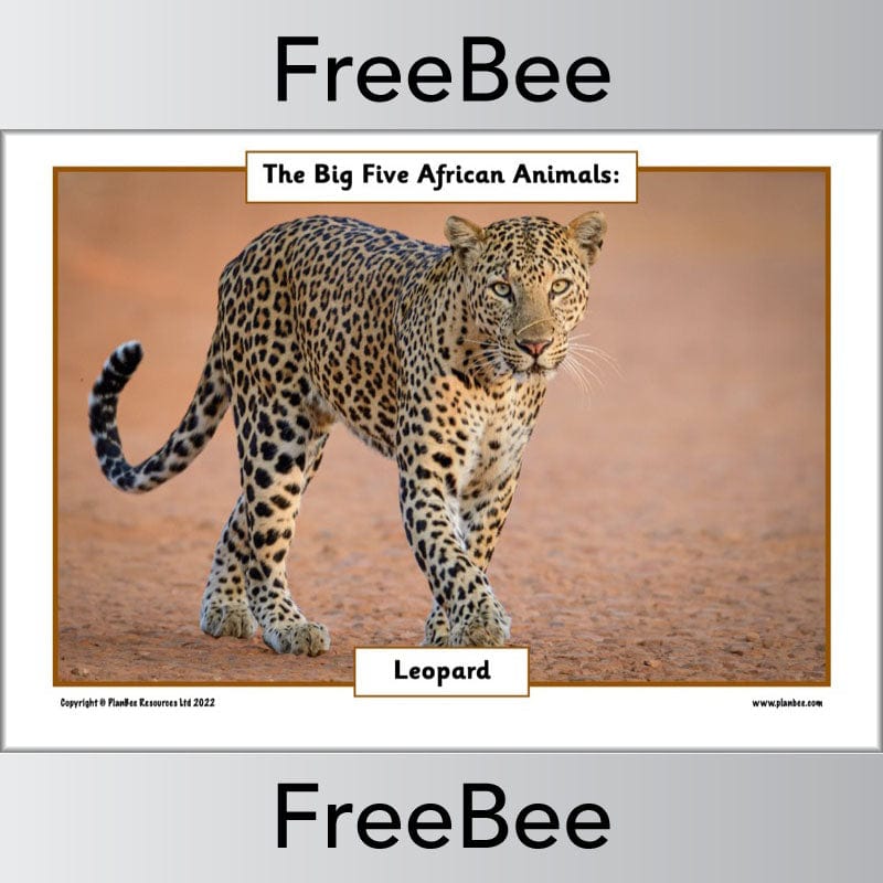 FREE African Big 5 Animals Posters | PlanBee