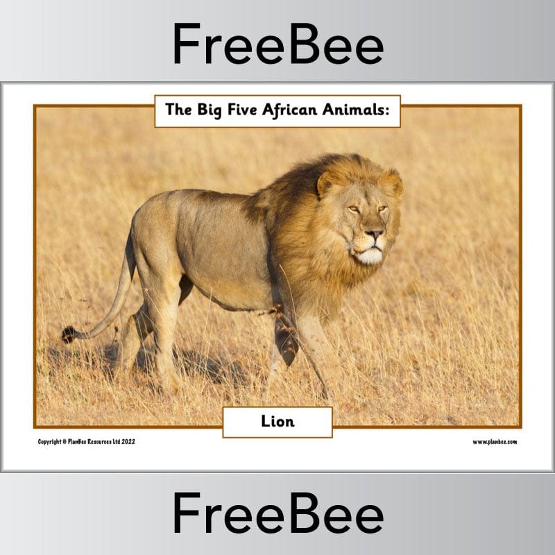 FREE African Big 5 Animals Posters | PlanBee