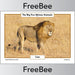 FREE African Big 5 Animals Posters | PlanBee