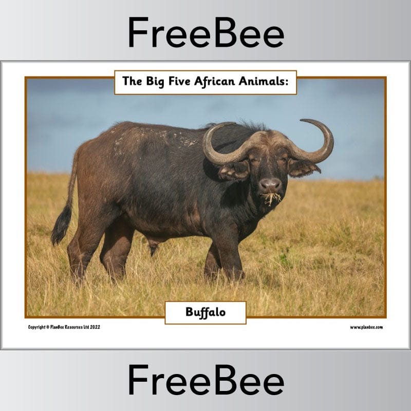 FREE African Big 5 Animals Posters | PlanBee