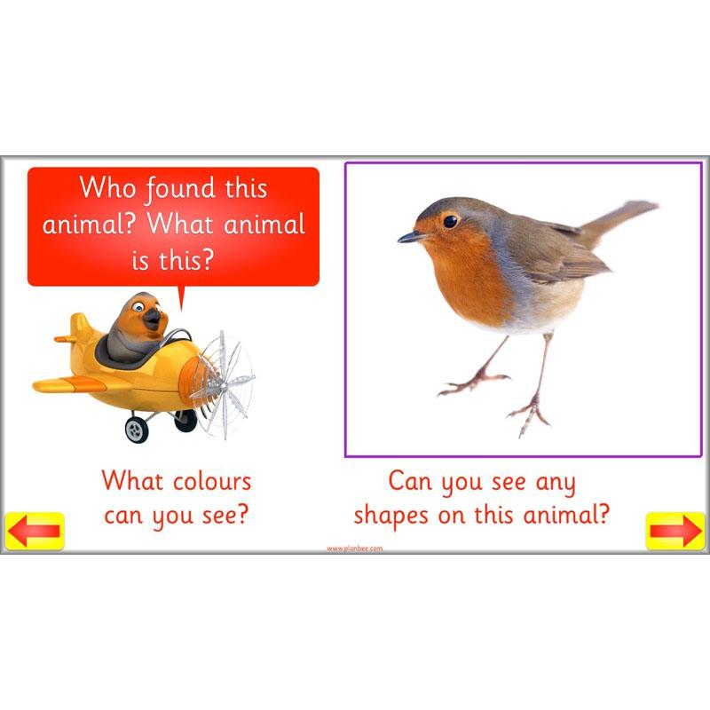 PlanBee Animal Art lessons and planning for KS1 created by PlanBee