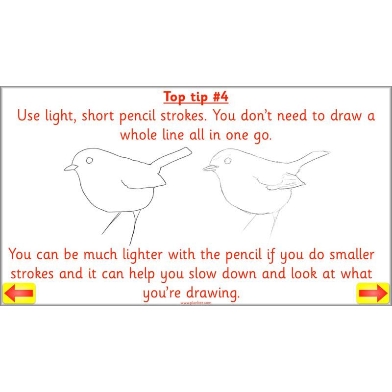 PlanBee Animal Art lessons and planning for KS1 created by PlanBee