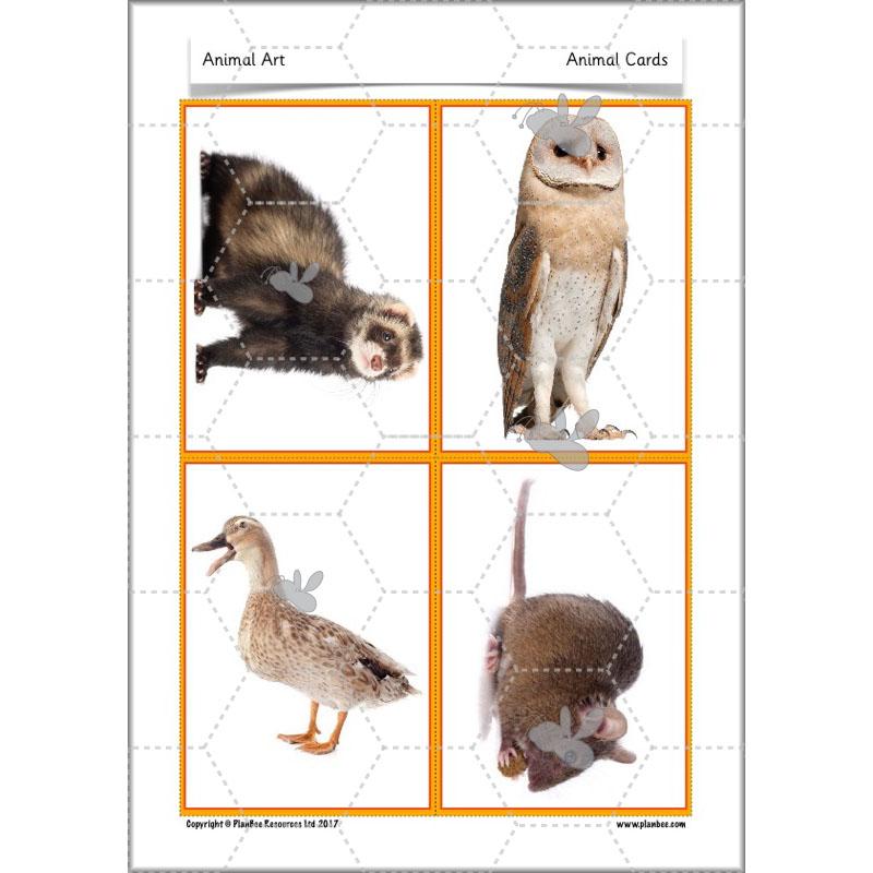PlanBee Animal Art lessons and planning for KS1 created by PlanBee