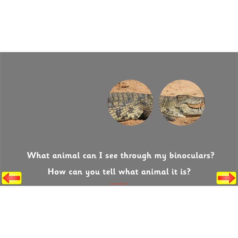 PlanBee Animal Art lessons and planning for KS1 created by PlanBee