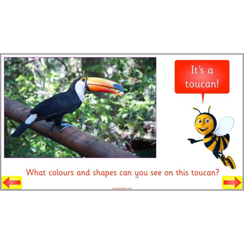 PlanBee Animal Art lessons and planning for KS1 created by PlanBee