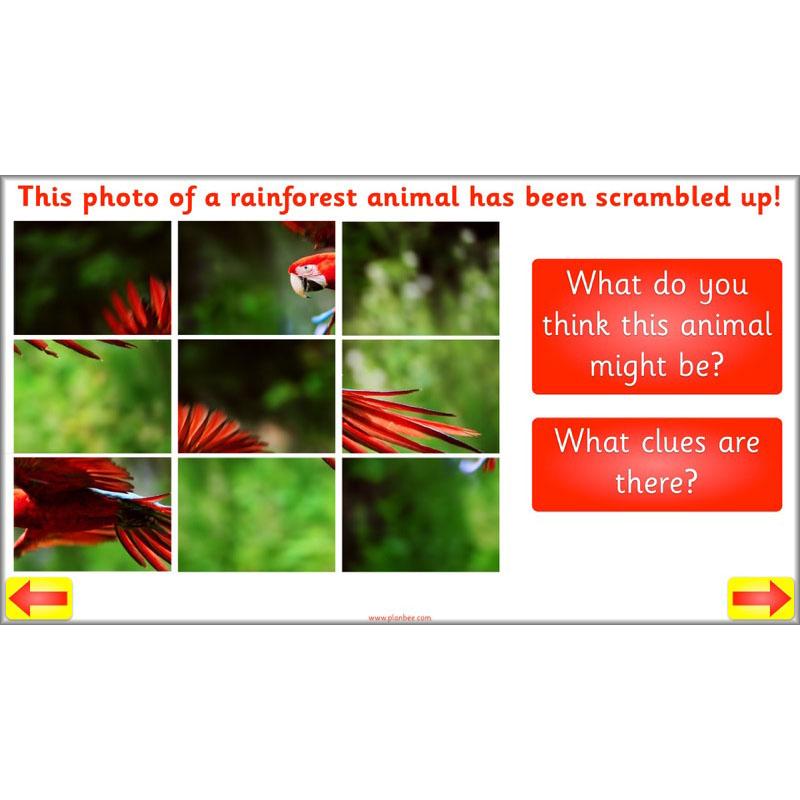 PlanBee Animal Art lessons and planning for KS1 created by PlanBee