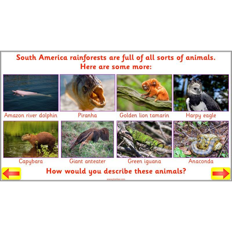 PlanBee Animal Art lessons and planning for KS1 created by PlanBee