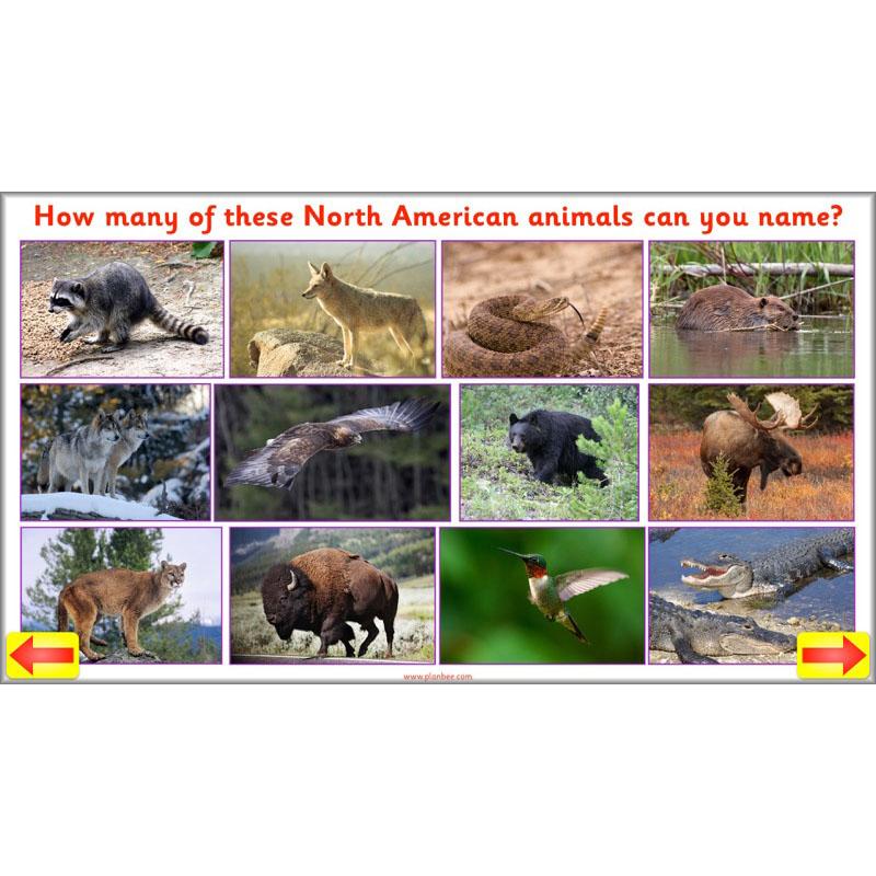 PlanBee Animal Art lessons and planning for KS1 created by PlanBee