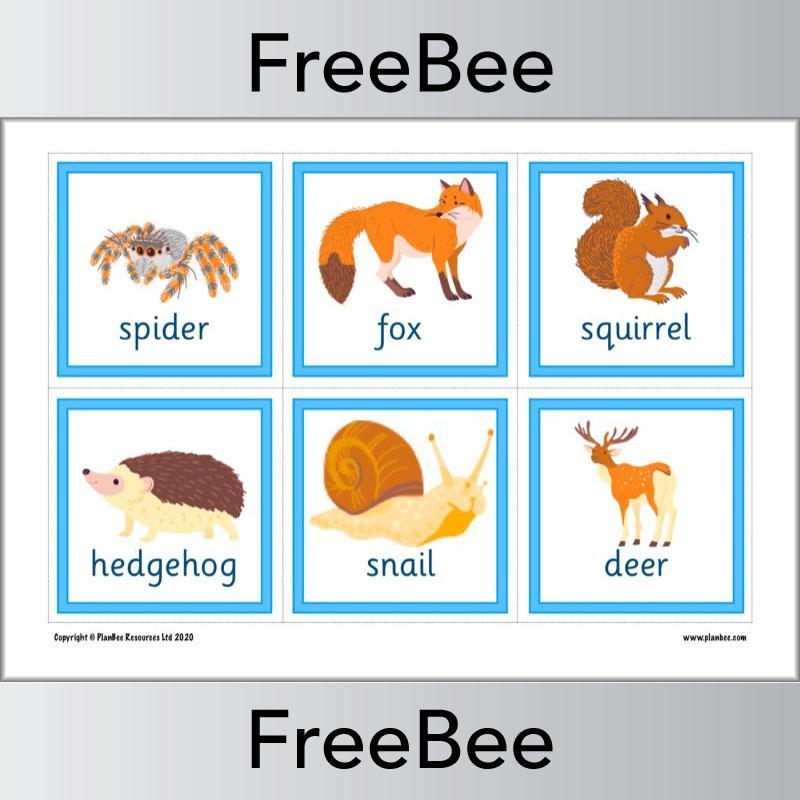 PlanBee Animal Flashcards | Free Teaching Resources | PlanBee