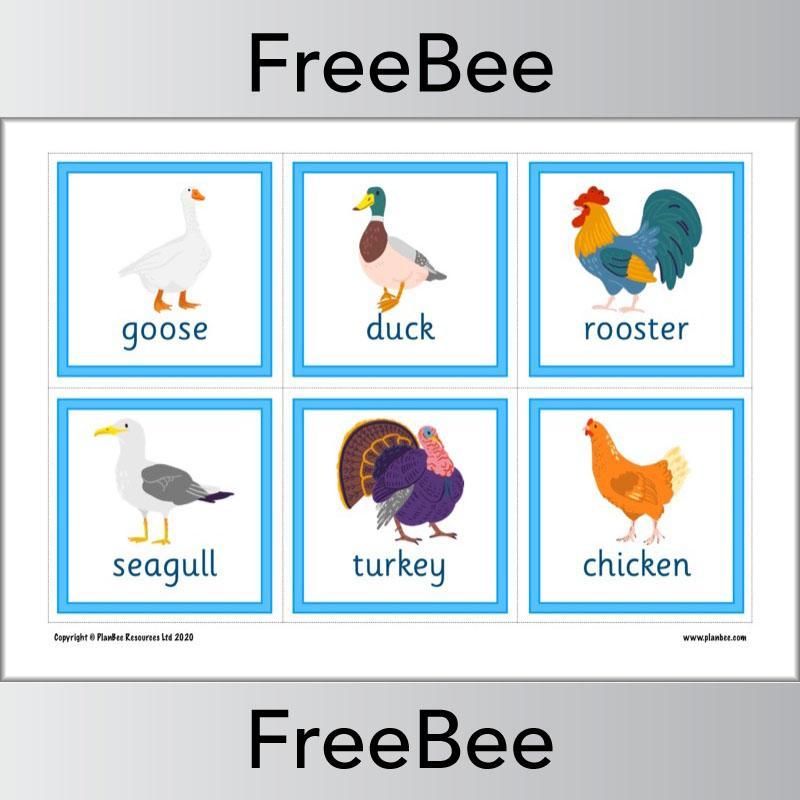 PlanBee Animal Flashcards | Free Teaching Resources | PlanBee