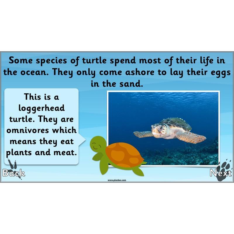 PlanBee Animals Around the World KS1 Geography - PlanBee