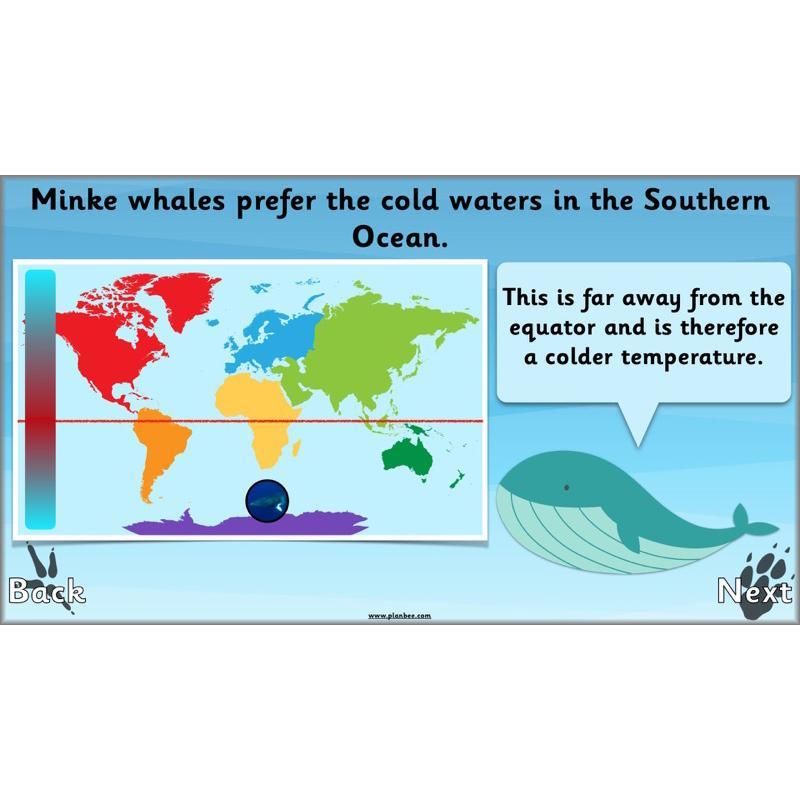 PlanBee Animals Around the World KS1 Geography - PlanBee