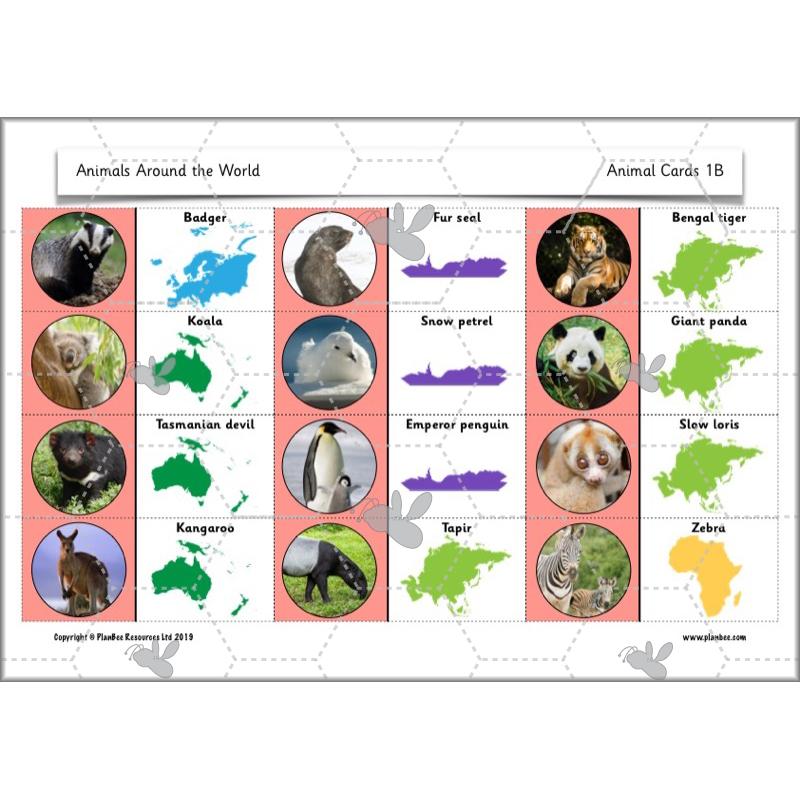 PlanBee Animals Around the World KS1 Geography - PlanBee