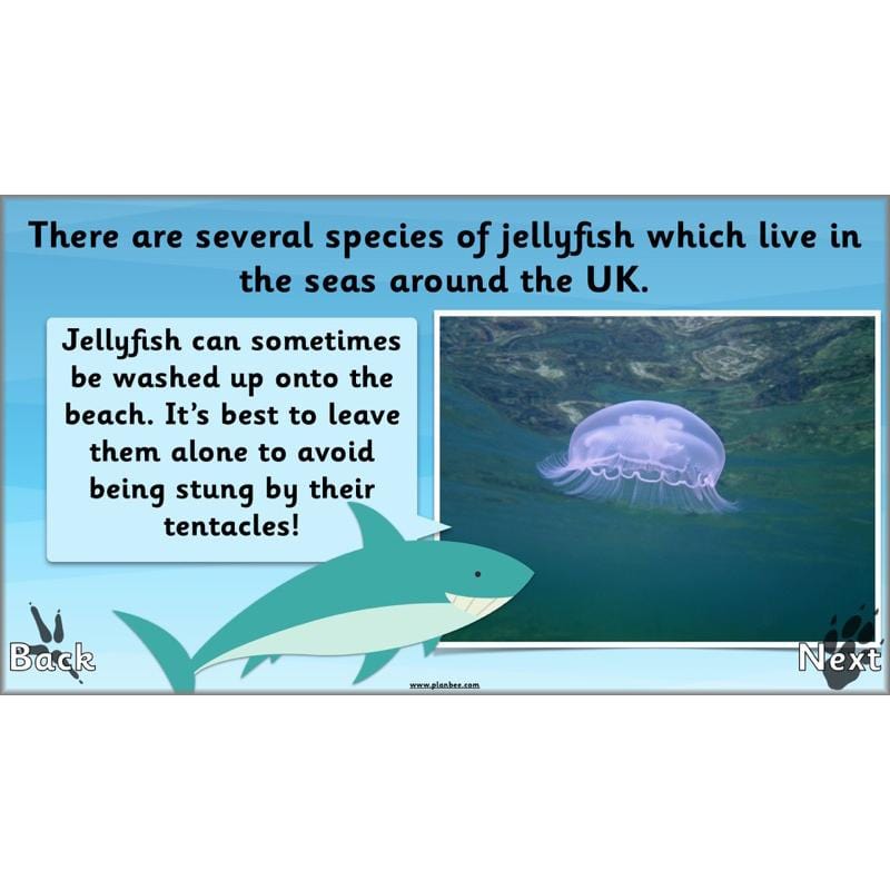 PlanBee Animals Around the World KS1 Geography - PlanBee