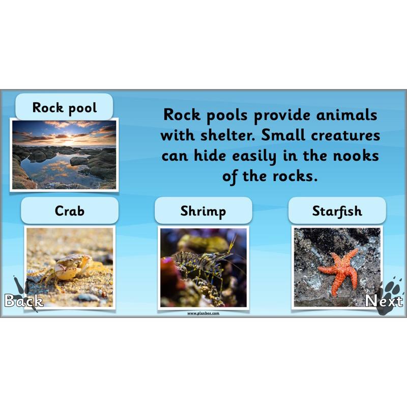 PlanBee Animals Around the World KS1 Geography - PlanBee