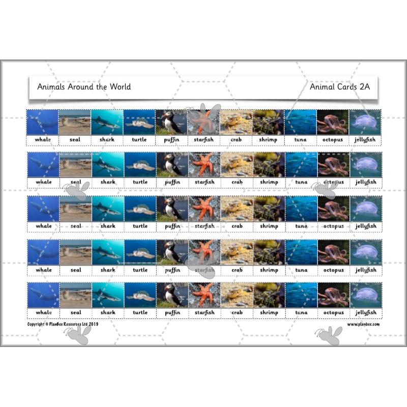 PlanBee Animals Around the World KS1 Geography - PlanBee