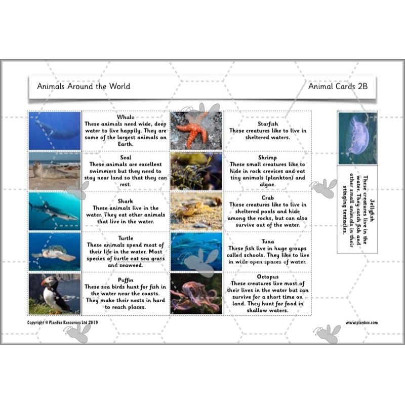 PlanBee Animals Around the World KS1 Geography - PlanBee