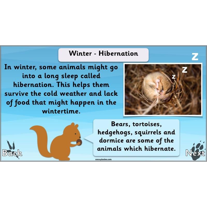 PlanBee Animals Around the World KS1 Geography - PlanBee