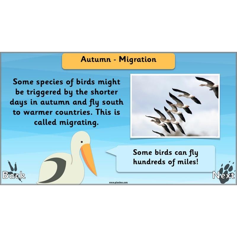 PlanBee Animals Around the World KS1 Geography - PlanBee