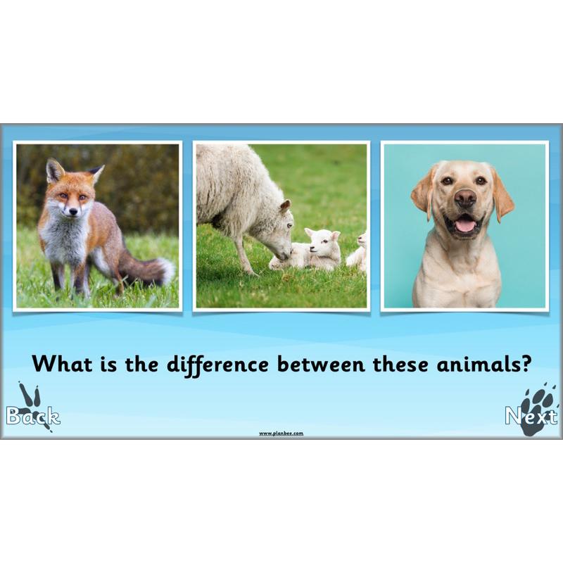 PlanBee Animals Around the World KS1 Geography - PlanBee