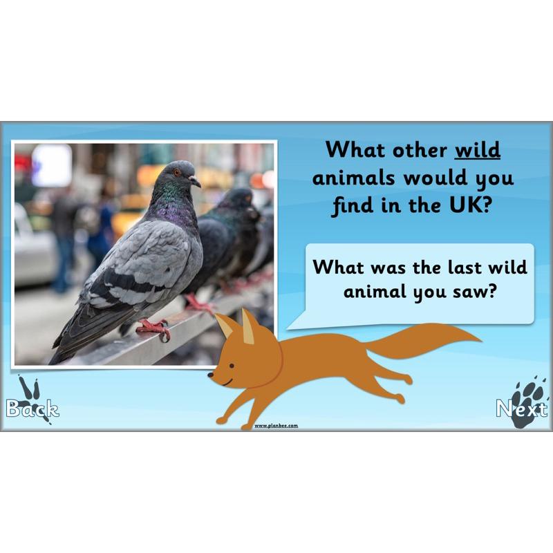 PlanBee Animals Around the World KS1 Geography - PlanBee