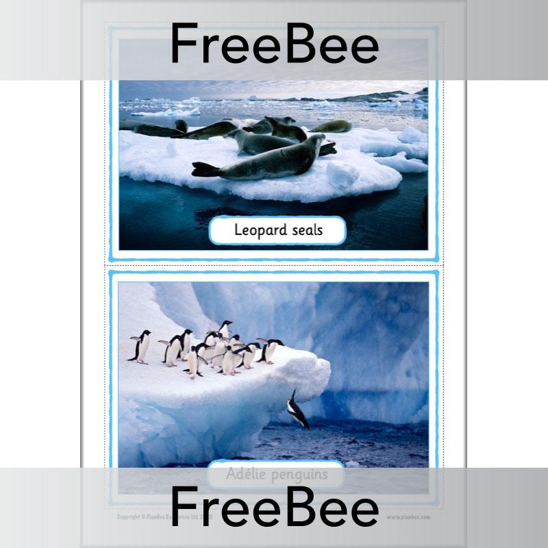 PlanBee FREE Antarctica Classroom Display Cards by PlanBee