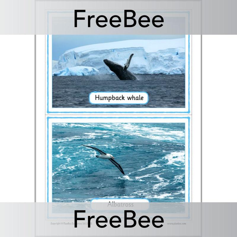 PlanBee FREE Antarctica Classroom Display Cards by PlanBee
