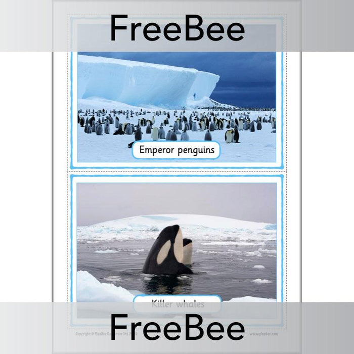 PlanBee FREE Antarctica Classroom Display Cards by PlanBee