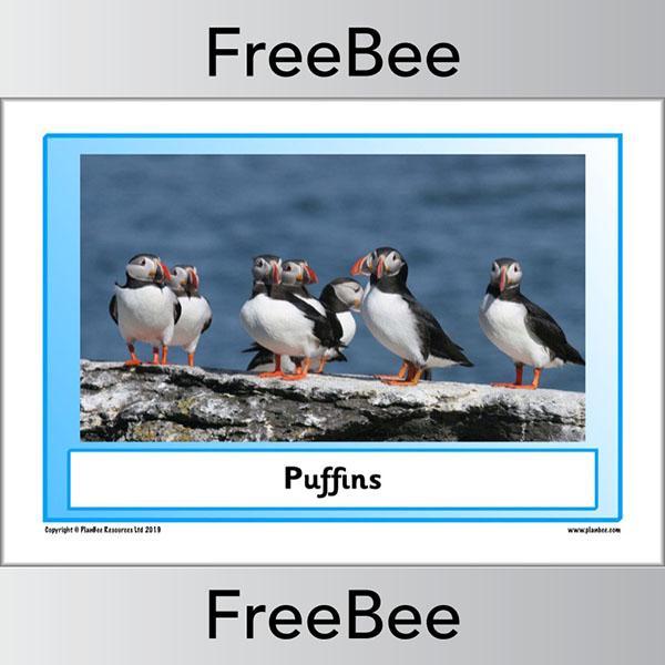 PlanBee Arctic Animals KS1 Posters | Free PlanBee Resource