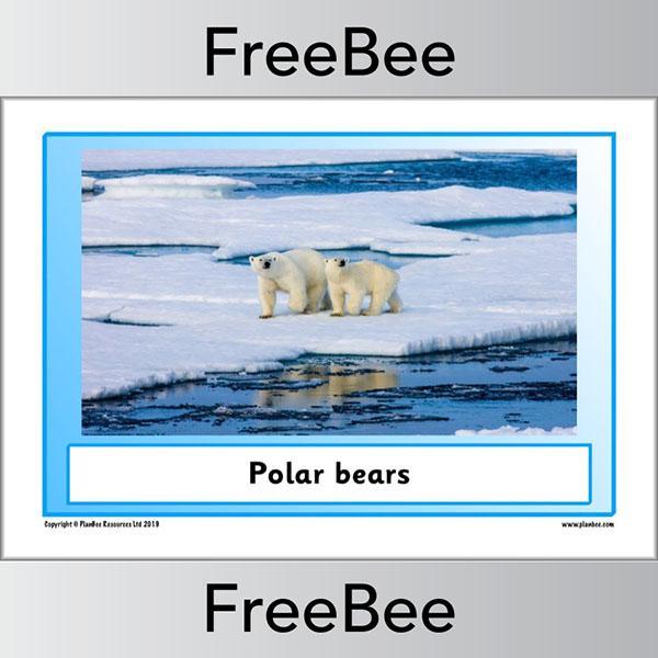 PlanBee Arctic Animals KS1 Posters | Free PlanBee Resource