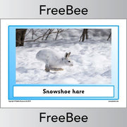 PlanBee Arctic Animals KS1 Posters | Free PlanBee Resource