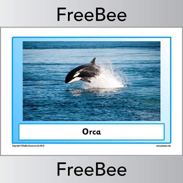 PlanBee Arctic Animals KS1 Posters | Free PlanBee Resource