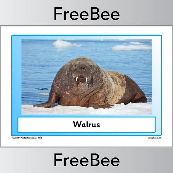 PlanBee Arctic Animals KS1 Posters | Free PlanBee Resource