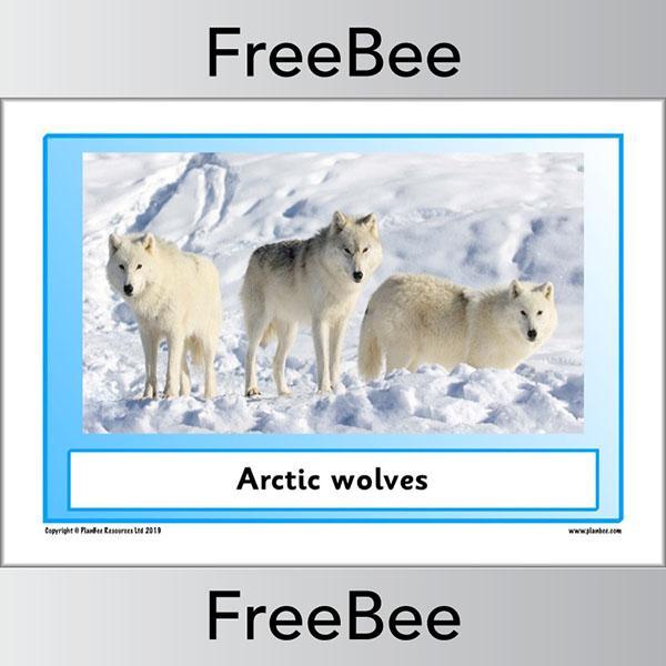 PlanBee Arctic Animals KS1 Posters | Free PlanBee Resource