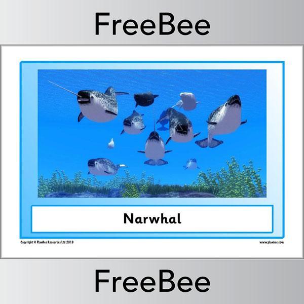 PlanBee Arctic Animals KS1 Posters | Free PlanBee Resource