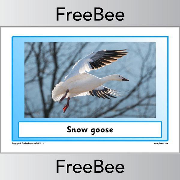 PlanBee Arctic Animals KS1 Posters | Free PlanBee Resource