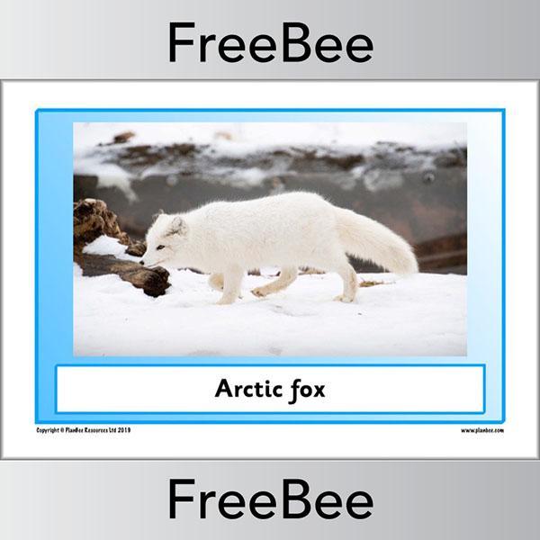 PlanBee Arctic Animals KS1 Posters | Free PlanBee Resource