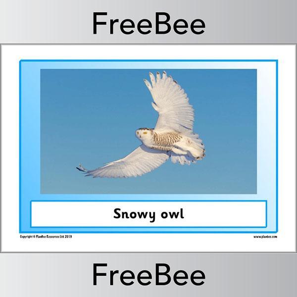 PlanBee Arctic Animals KS1 Posters | Free PlanBee Resource